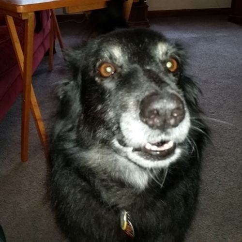 Pet Care Job Michelle Jones's Profile Picture