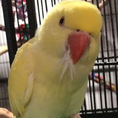 Pet Care Job Lauren B's Profile Picture