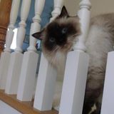 Pet Sitting and Dog Walking for York, Clover and Lake Wylie South Carolina.