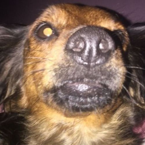 Pet Care Provider Emilie Smith's Profile Picture