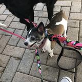 Energetic dog sitter ready to get messy!