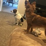 Trustworthy Animal Caregiver Available Immediately