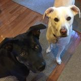 Reliable Pet Sitter in Garner