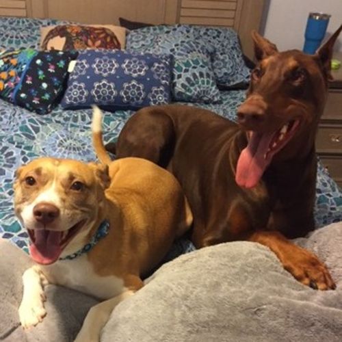 Pet Care Provider Alexandra P's Profile Picture
