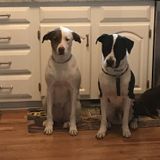 Recently retired and looking for something to keep me moving.