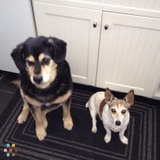 Does fido need to burn off some energy?