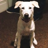 Halo needs a companion in South Burlington