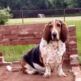 Reliable Pet Sitter/walker available immediately in Enfield, Ct and surrounding area.