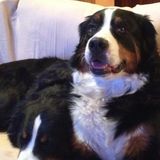 Petsitter, walker and trainer