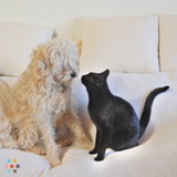 Homebound Hound, Inc. Established in 2000! Catering to the Needs of the Stay-At-Home Dog.