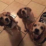 Animal Caregiver Searching for fur babies to care for
