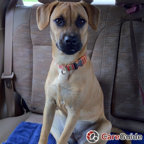 portsmouth pet sitter needed for upcoming weekends and week long