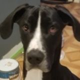 My name is Konnor I'm a happy pet owner myself and would love to watch your cat, dog, Fresh water fish, or lizards for you!