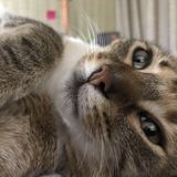 Able To Care For All Animals!