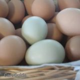 Chicken care needed