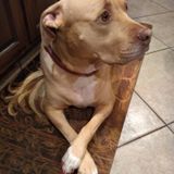 Hi, I'm Rosie Zahn. I'm a junior in high school, I'm looking for a part time job for taking care of all pet needs.