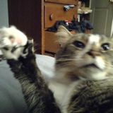 Hard Working Pet Sitter for Hire, Have Had Cats All My Life