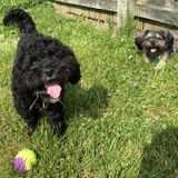 Dogs need an occasional friend