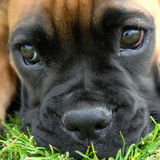 Availability for Pet care in Bolton :)
