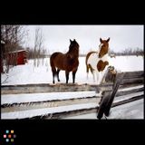 Amazing winter photos!