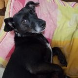 Watertown Pet Sitter