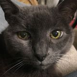 Cat sitter for 1-2 weeks each month