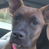 Skillful Pet Supervisor in Gainesville, Georgia