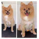 Consistent Groomer, Pet Sitter, Dog Walker in Lake Mary