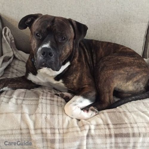 Pet Care Job Shaylene Schultz's Profile Picture