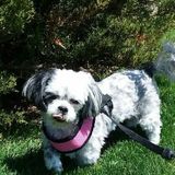 Looking for dog walker