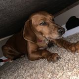 Ill watch your dog for 10$ an hour