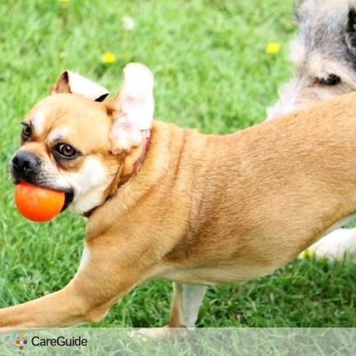 Pet Care Provider Jessica P's Profile Picture