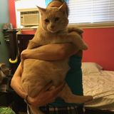 Professional pet care sitter San Jose