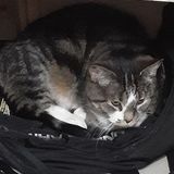 Available: Caring Animal Lover in Calgary, Alberta!