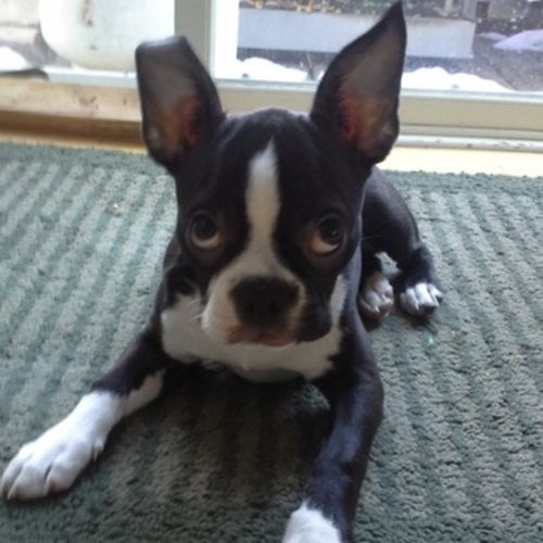 Pet Care Job Randy Nelson's Profile Picture
