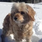 Professional Pet Sitter in Centereach