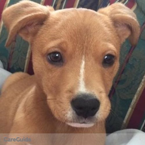 Pet Care Provider Angelina H's Profile Picture