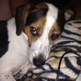 Dog sitter needed ASAP