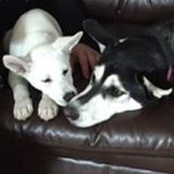 Looking for experienced sitter for two huskies
