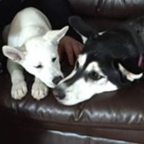 Pet Care Job Brittany D's Profile Picture