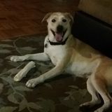 Pit Sitting