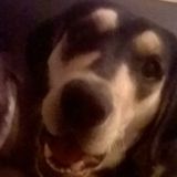 Exceptional Pet Care Position