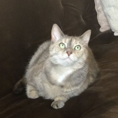 Pet Care Job Elizabeth C's Profile Picture