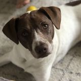 Looking for a Wonderful Dog Sitter in Redondo Beach