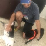 Walker And Caretaker, Animal Lover