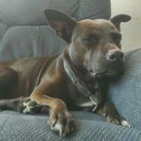 Dog walking, sitting and training