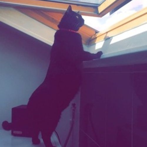 Pet Care Provider Adele D's Profile Picture