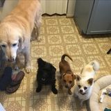 Skillful Animal Lover in Fraser, Michigan