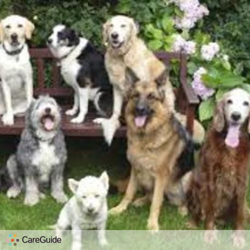 Pet Care Provider Hannah Fox's Profile Picture