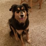 Job Posting: Wedding Pet Attendant